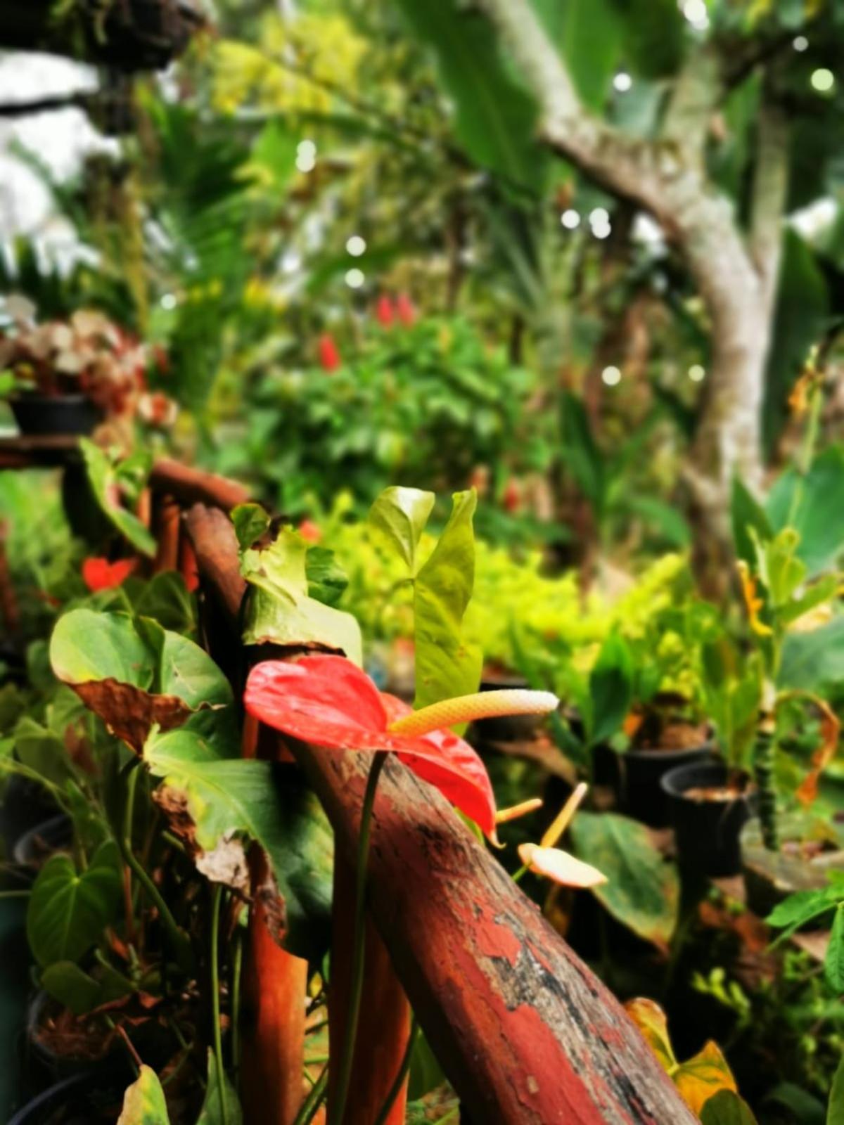 Cozy Homestay Waterfall Road Ella Esterno foto