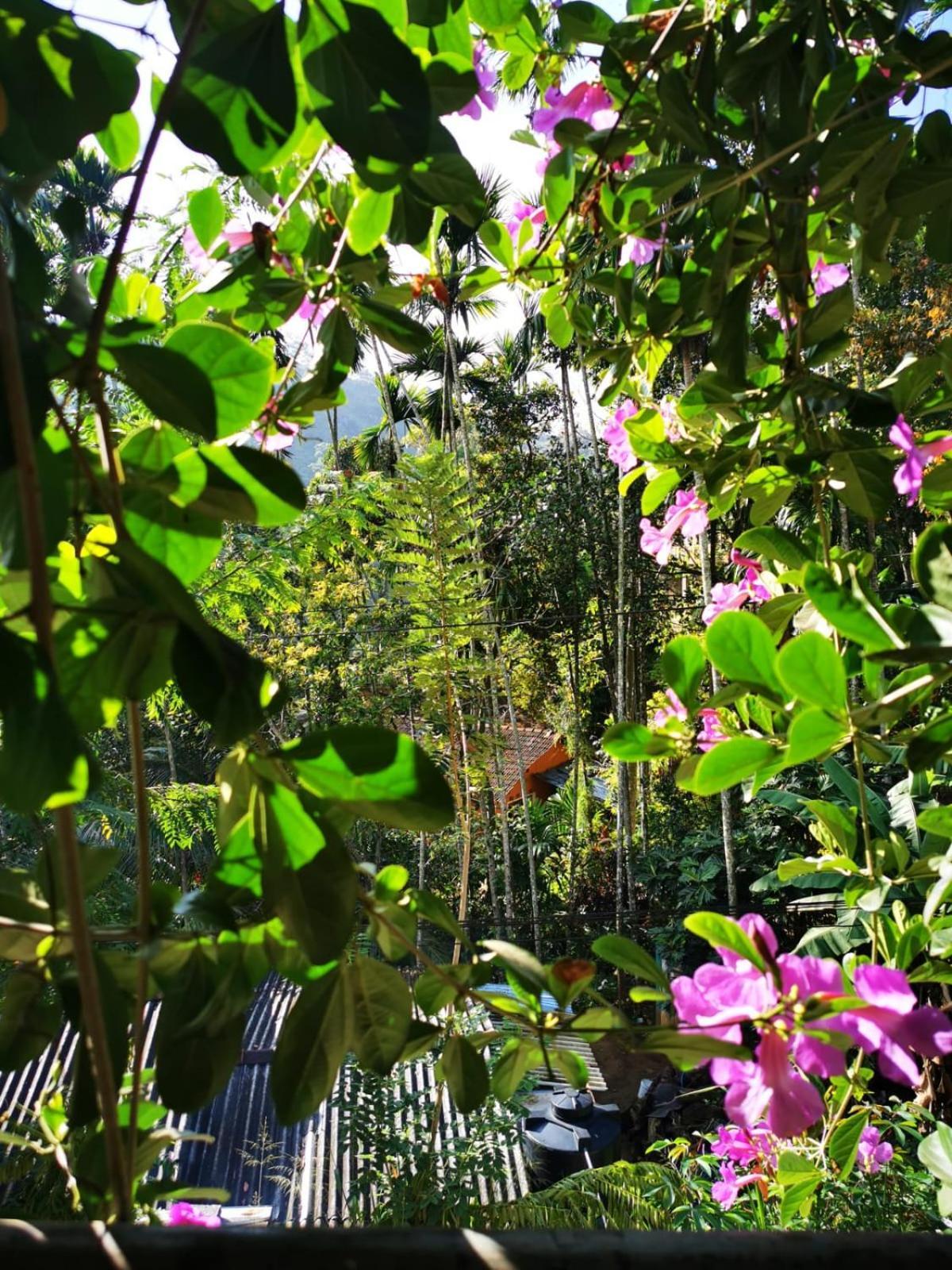 Cozy Homestay Waterfall Road Ella Esterno foto