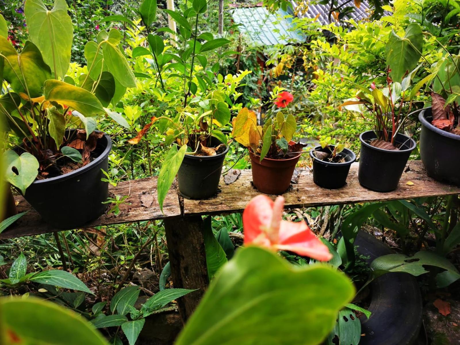 Cozy Homestay Waterfall Road Ella Esterno foto
